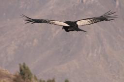 HansD 21 Condor - El Condor Pasa